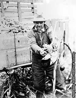 Farmer picking corn by hand